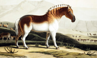 La triste raison pour laquelle le quagga s'est éteint
