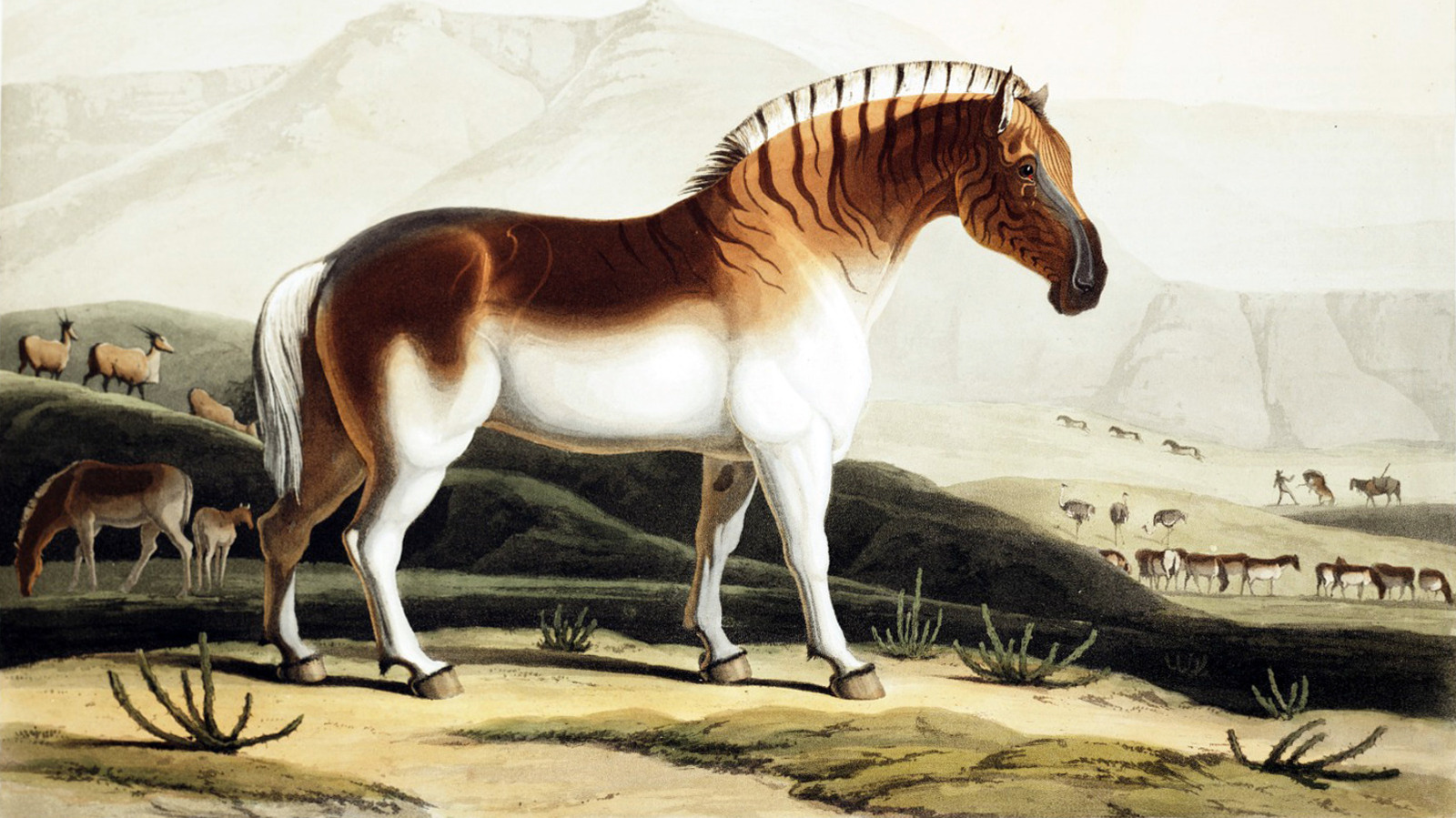 La triste raison pour laquelle le quagga s'est éteint
