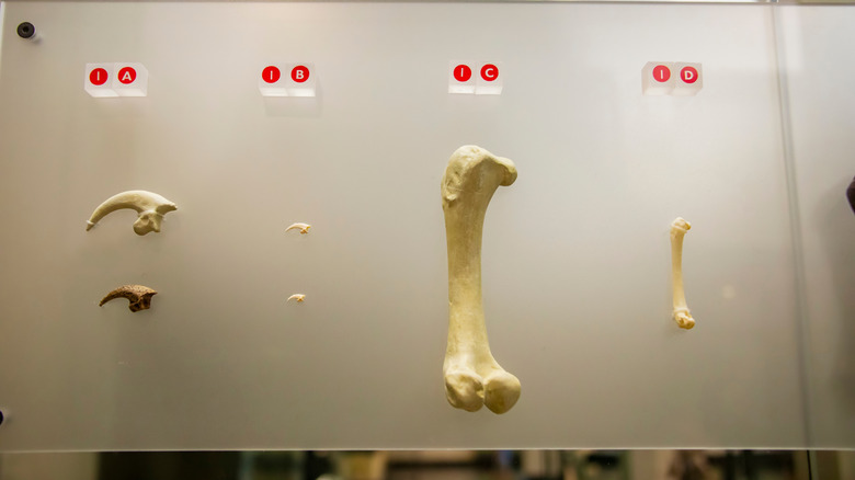 L'os de l'aigle de Haast est présenté au musée d'Auckland
