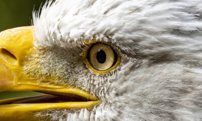 Le plus grand aigle à exister jamais nain le pygargue à tête blanche à tous points de vue