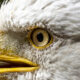 Le plus grand aigle à exister jamais nain le pygargue à tête blanche à tous points de vue