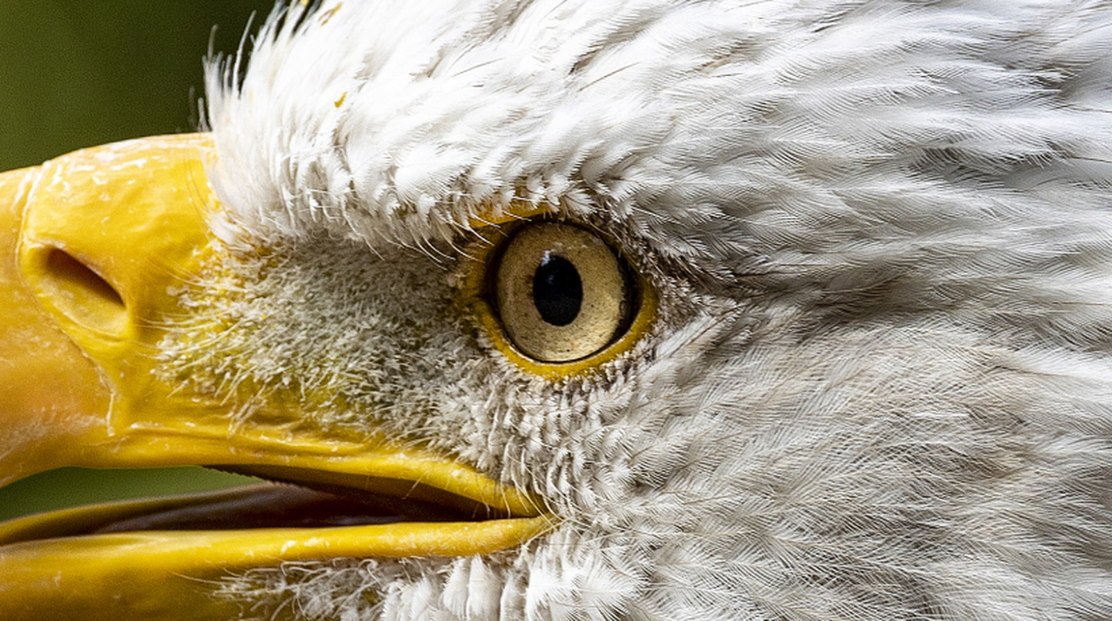 Le plus grand aigle à exister jamais nain le pygargue à tête blanche à tous points de vue