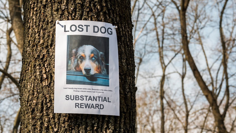 Signe de chien perdu sur un arbre