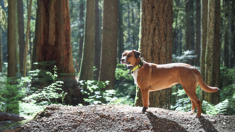 chien en plein air avec col GPS