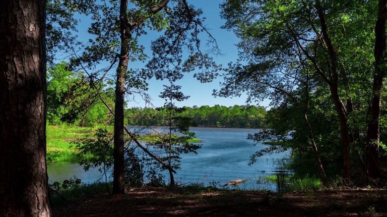 Raven Lake vu de la rive boisée, Huntsville State Park, Texas