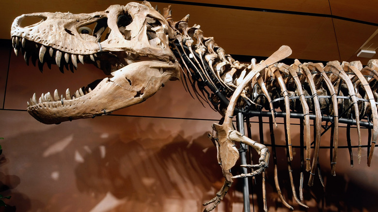 Chérie fossile de T. Rex et crâne