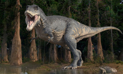 Et si T. Rex avait de longs bras?