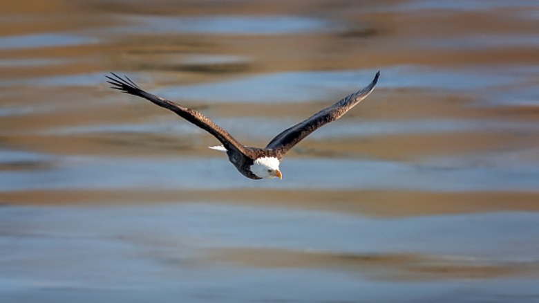 Un aigle vole sur la rivière dans un parc affamé