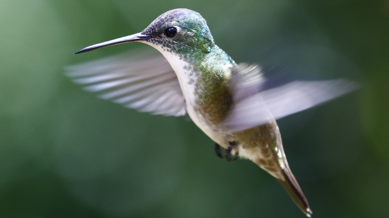 Hummingbird battant ses ailes au milieu du vol
