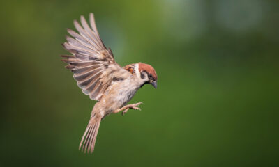 Pourquoi les oiseaux volent-ils dans les fenêtres?