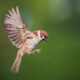 Pourquoi les oiseaux volent-ils dans les fenêtres?