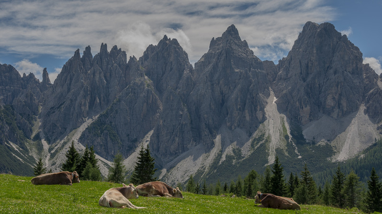 Vaches reposant dans les Dolomites friuliennes