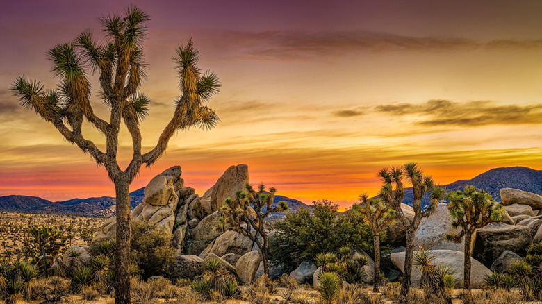 Coucher de soleil à Joshua Tree Natalal Park, Californie