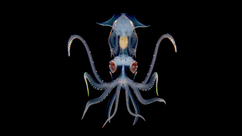 Un calmar principalement transparent sous l'eau