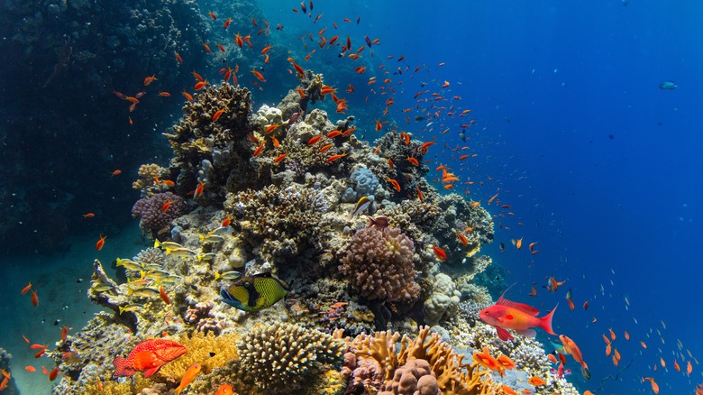 Les poissons colorés nagent autour d'un récif corallien