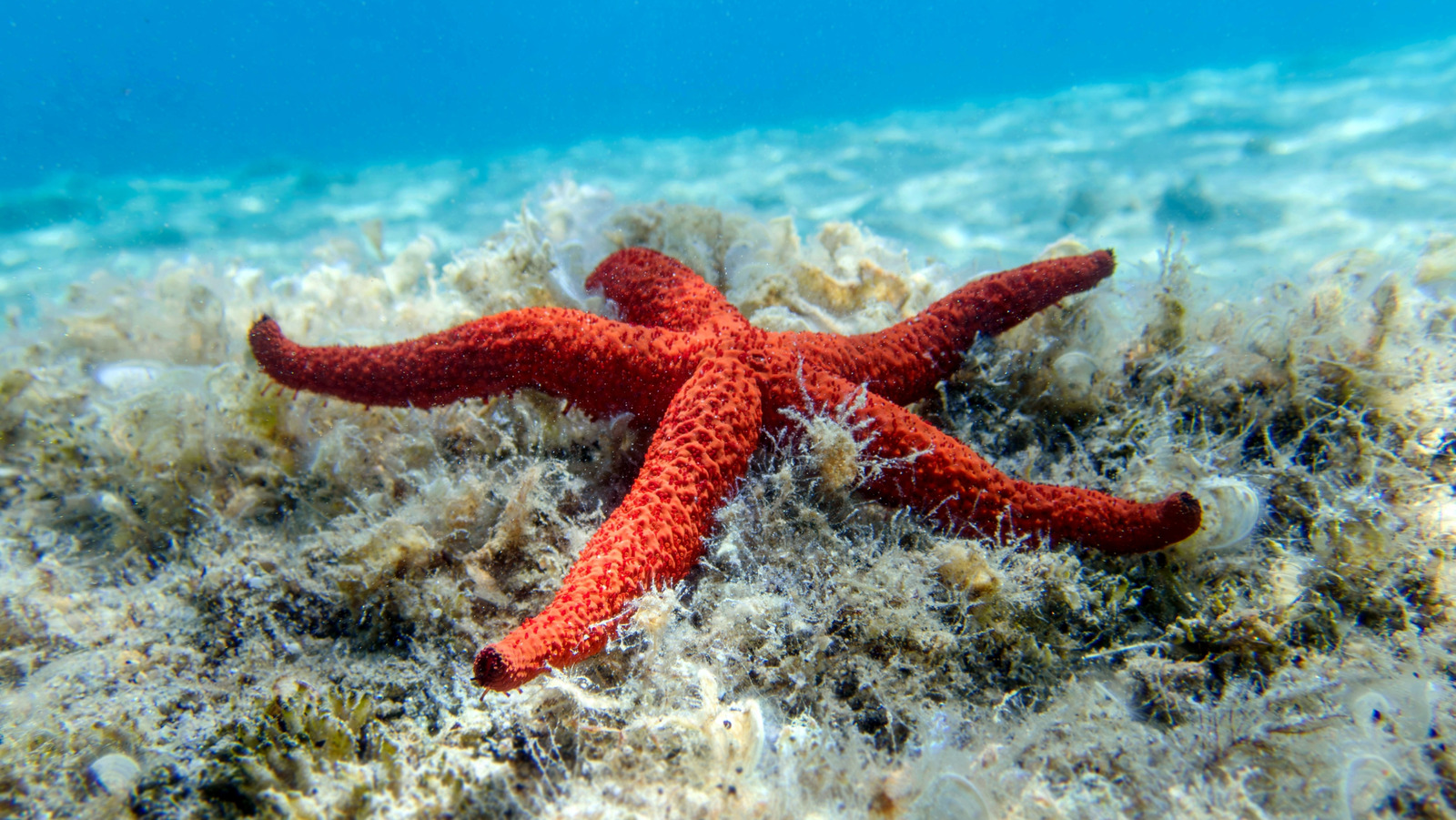 Pourquoi les couleurs changent plus profondément dans l'eau