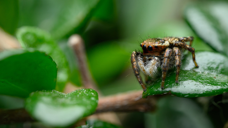 Une araignée sautée sur une feuille verte