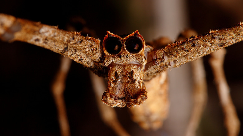 Une macro-coup de visage de net casting d'araignée