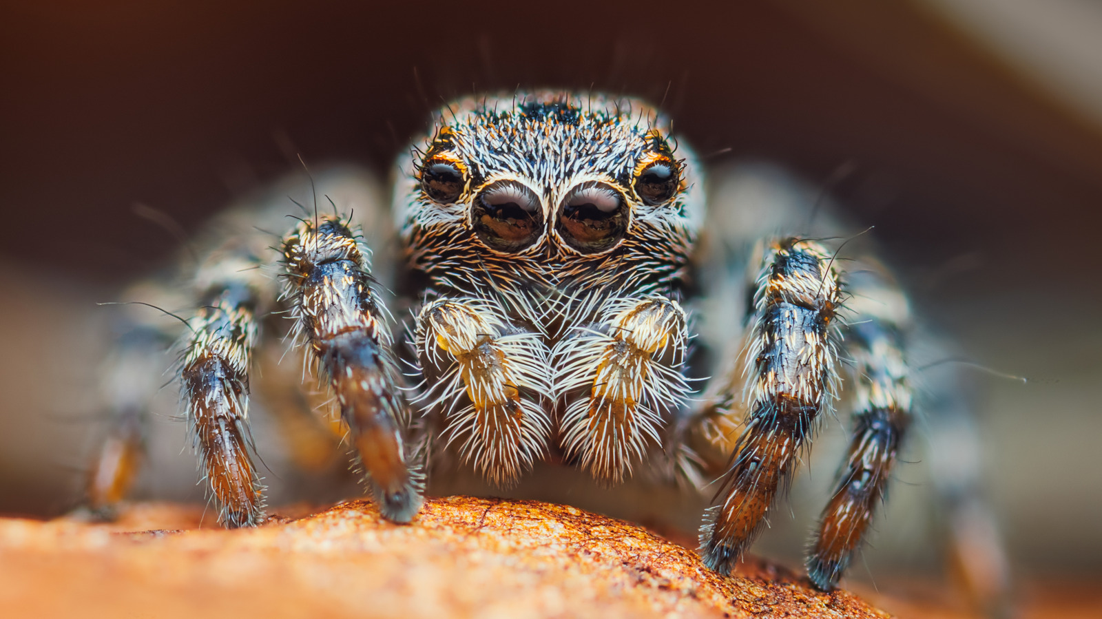 La façon dont les araignées voient est super compliqué