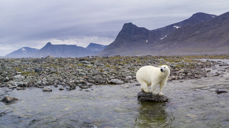 Ours polaire sur roche dans la rivière peu profonde