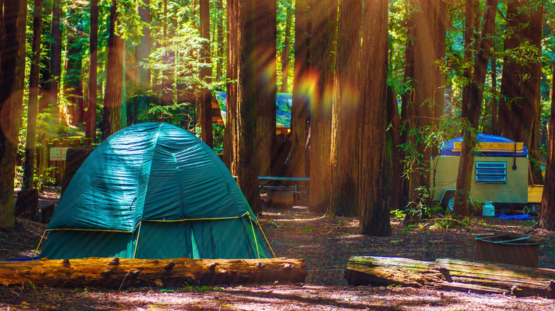 Camping de tentes dans les séquoias