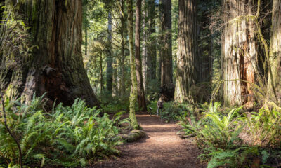 Camp au milieu des séquoias imposants du nord de la Californie dans un parc d'État près de l'Oregon