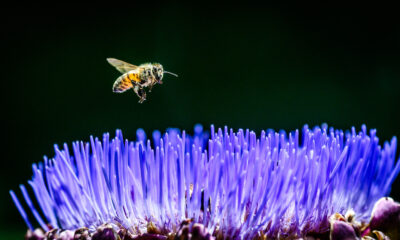 Comment les caméras au ralenti ont résolu le mythe le plus ennuyeux de Bumblebees