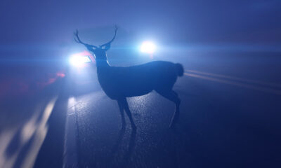 Si vous avez déjà eu un gel des cerfs devant votre voiture, voici pourquoi