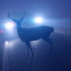 Si vous avez déjà eu un gel des cerfs devant votre voiture, voici pourquoi