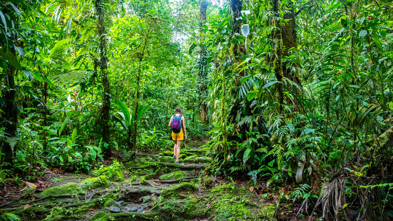 Femme marchant dans les forêts tropicales luxuriantes du Costa Rica