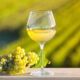 Vineyards Vs. Vinières: quelle est la grande différence et pourquoi vous devez savoir