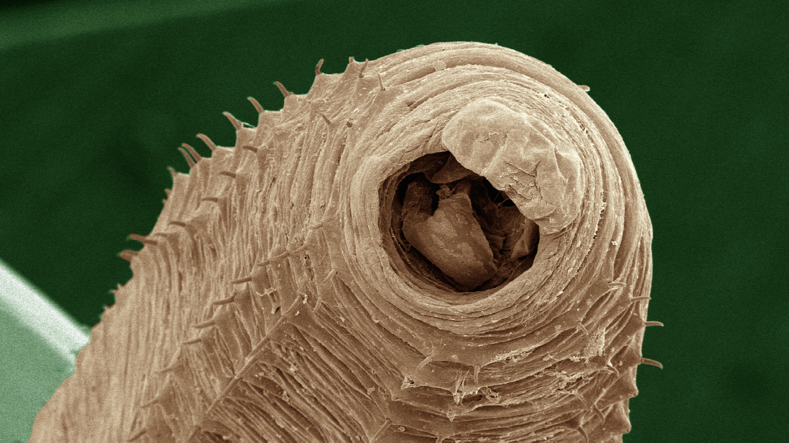 L'apparence terrifiante des vers de terre au microscope est tout droit sorti d'un film de science-fiction