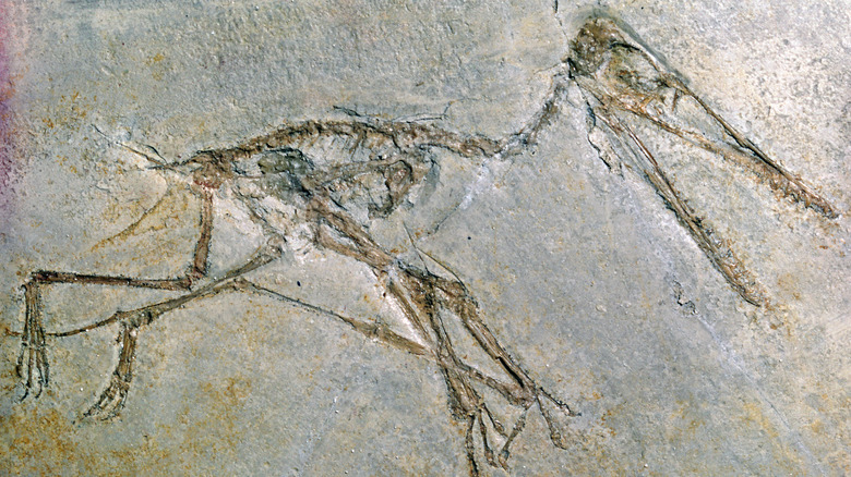 Fossile ptérodactyle