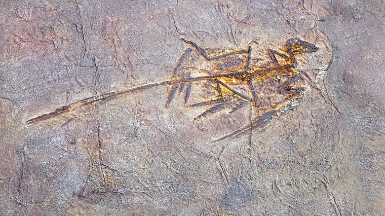 Fossile de microraptor
