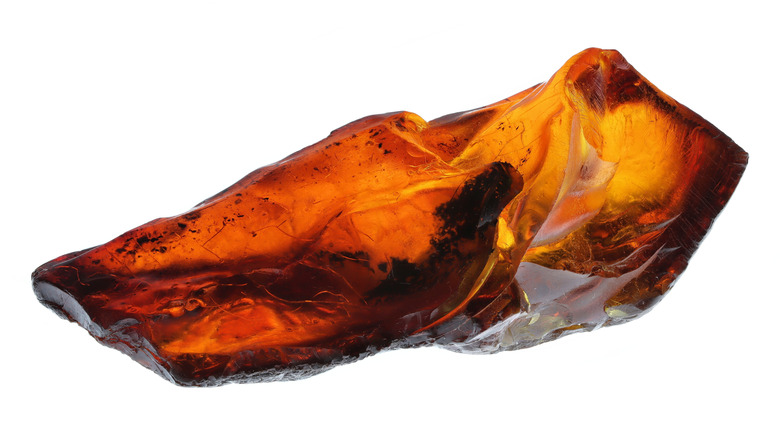 Fossile ambre sur fond blanc