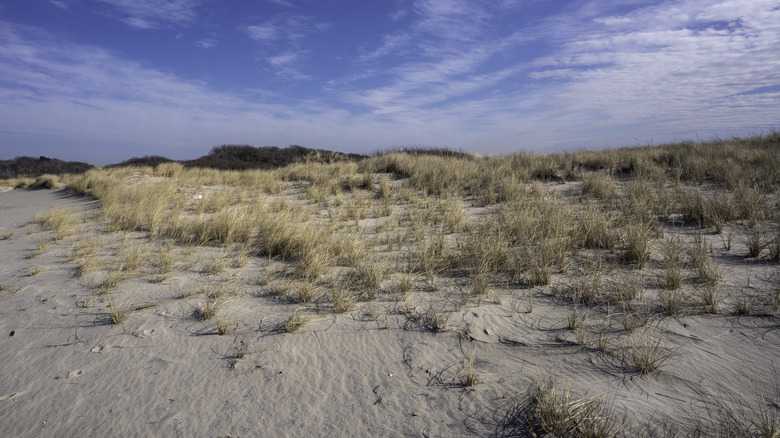 paysage de sable et d'herbe, ciel bleu