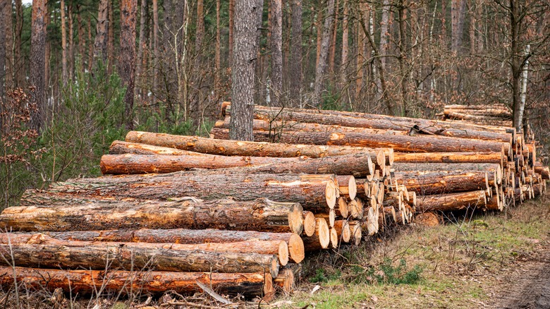 Les troncs d'arbres ont été abattus pour le bois dans la forêt