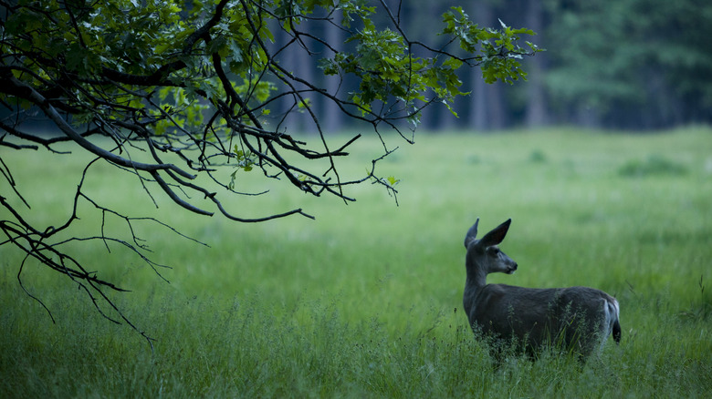 Mule Deer debout dans la vallée verte à côté de Tree à Yosemite