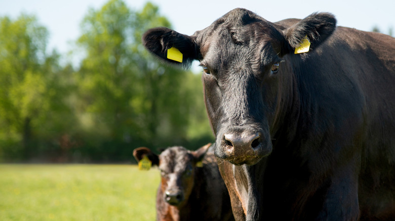 Deux vaches Angus noires au soleil