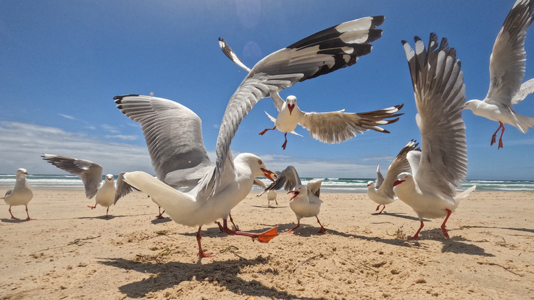 Seagulls se battant pour la nourriture sur la plage