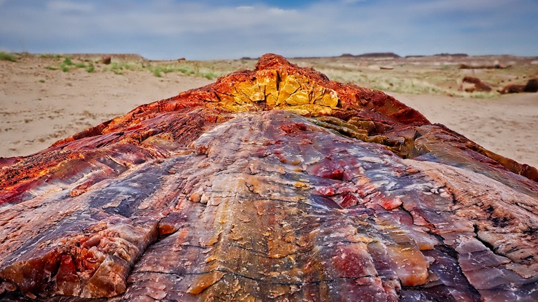 Belles couleurs sur le bois pétrifié