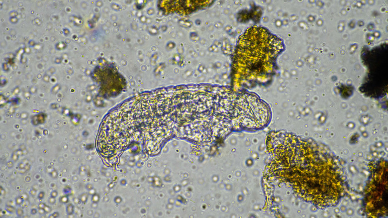 Un tardigrade est observé parmi d'autres particules au microscope