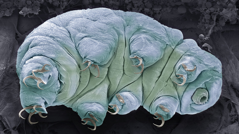 Un scan 3D d'un Tardigrade montre les griffes, les jambes et les inférieurs de l'animal