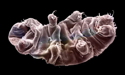 L'organisme le plus durable sur Terre ressemble à du verre en mouvement au microscope
