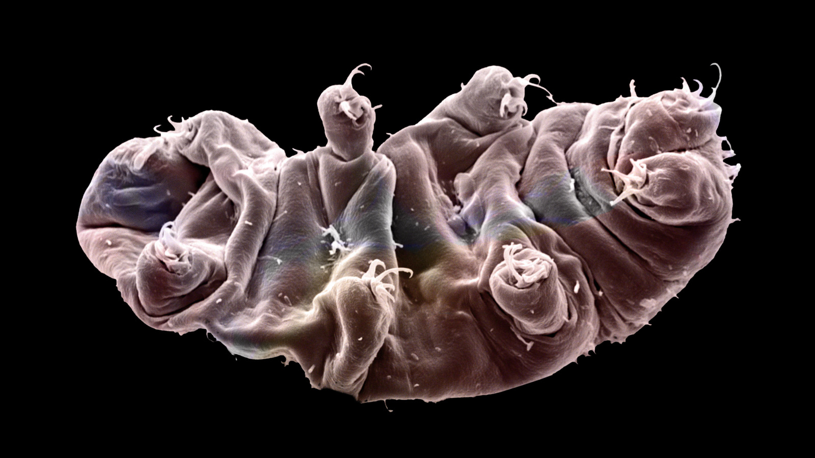 L'organisme le plus durable sur Terre ressemble à du verre en mouvement au microscope