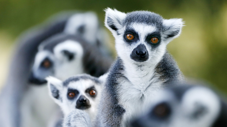 Un groupe de lémuriens aux yeux bruns est assis ensemble