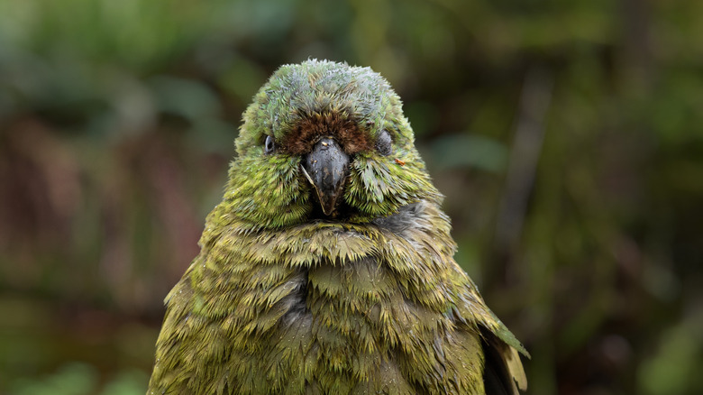 Une vue rapprochée d'un kakapo sur un fond vert flou
