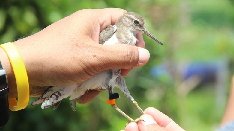 Les mains d'un homme tiennent un petit oiseau avec un groupe sur sa jambe