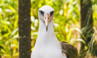 Quel oiseau a la plus longue durée de vie? C'est compliqué