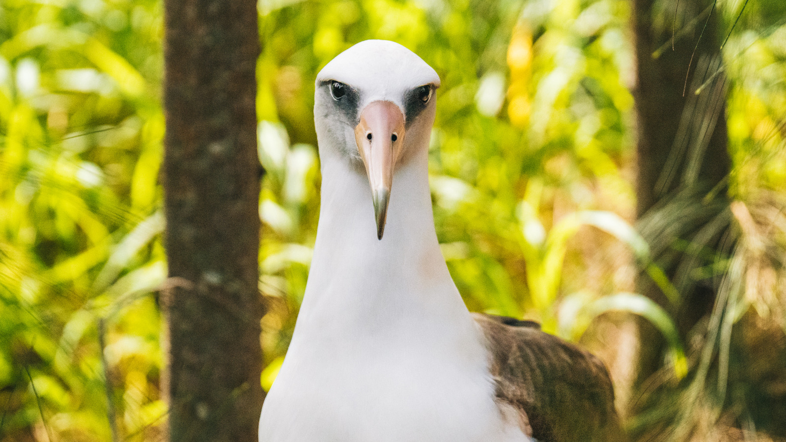 Quel oiseau a la plus longue durée de vie? C'est compliqué